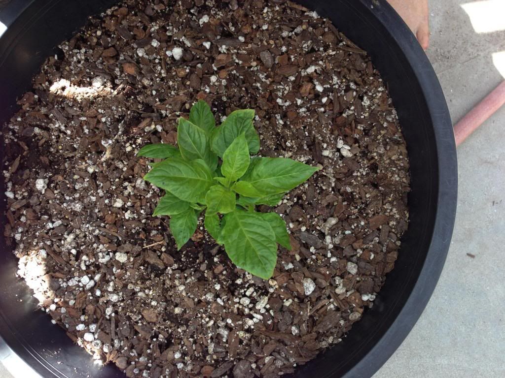  photo Picture025_zps2b2cd9c6.jpg